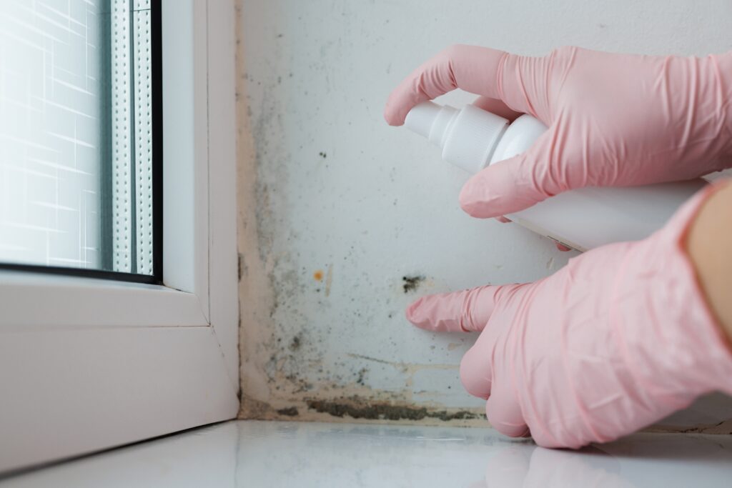 Hand in pink glove pointing at dark mould spots on white wall near window while spraying cleaning solution Brisbane